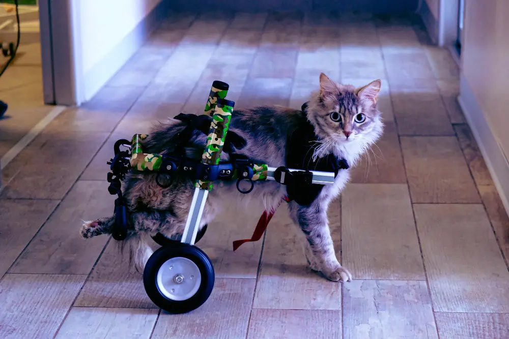 How to Care for a Paralyzed Cat