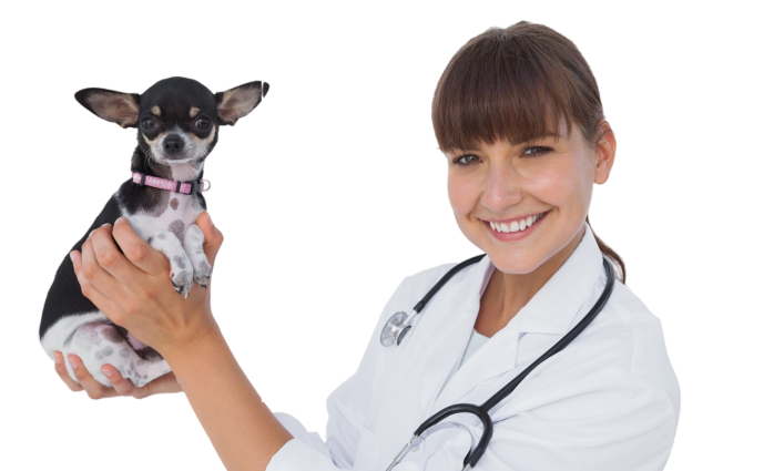 becoma-a-vet