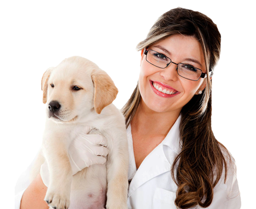becoma-a-vet