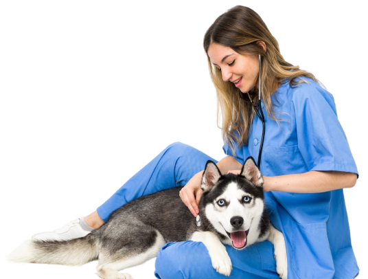 becoma-a-vet