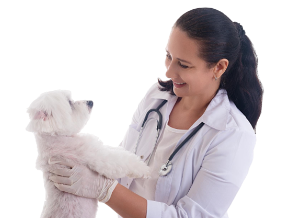 becoma-a-vet