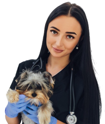 becoma-a-vet