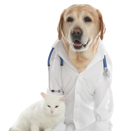 becoma-a-vet